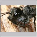 Pemphredon sp Grabwespe 12b 10mm beim Blattlauseintrag.jpg